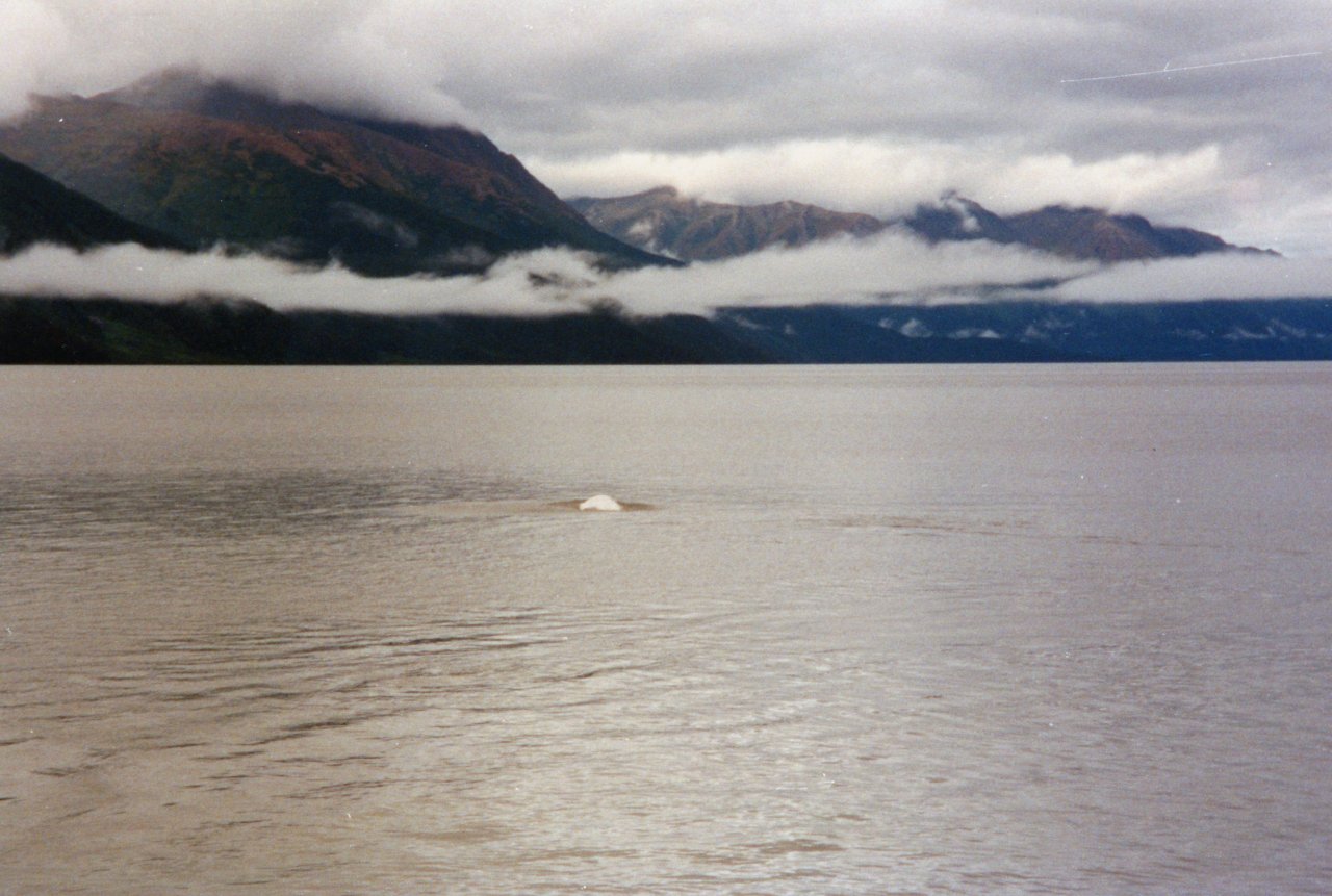 AandM in Alaska- White whales